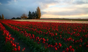 Skagit Valley Tulips