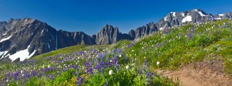 Wildflowers on Sahale Arm