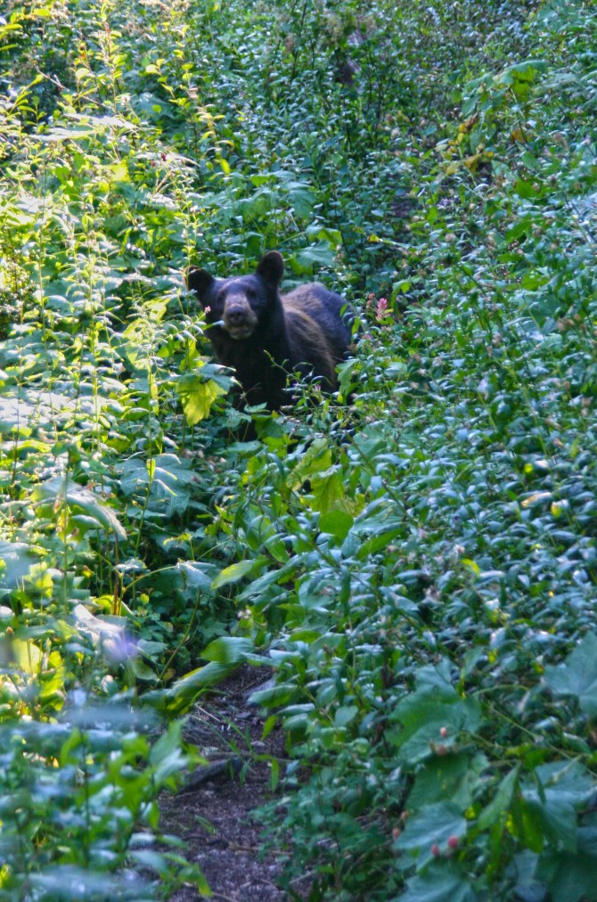 Bear on the PCT