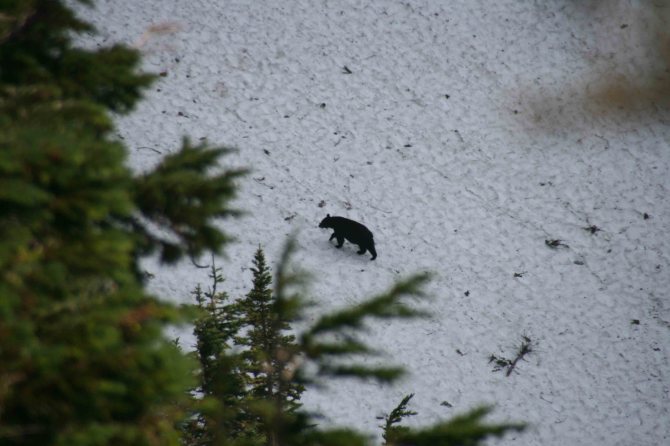 Bear crossing Park Creek Pass