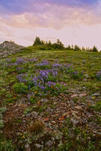 Wildflowers on Devils Dome
