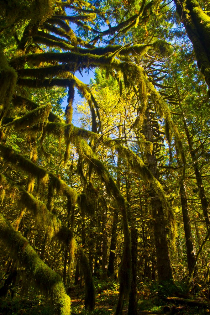 Green Moss, Blue Skies, Baker River Trail 