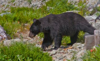 Bear at Horseshoe Basin 1