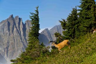 Deer at Cascade Pass 