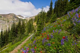 Wildflowers on the PCT