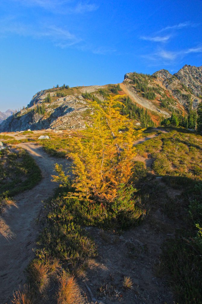Larch on the Maple Pass loop Trail