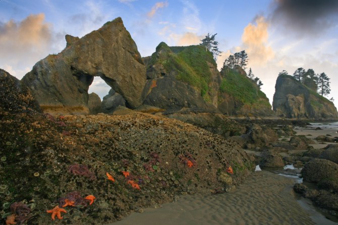 Point of the Arches with Starfish