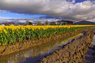 Copy of daffodil muddy rows v