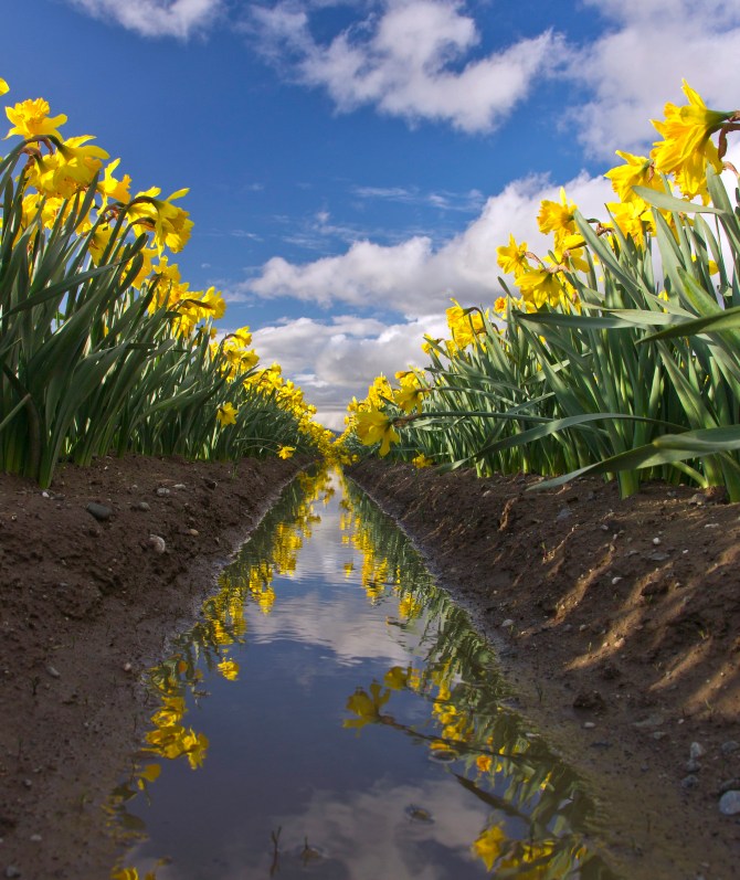 daffodil rows