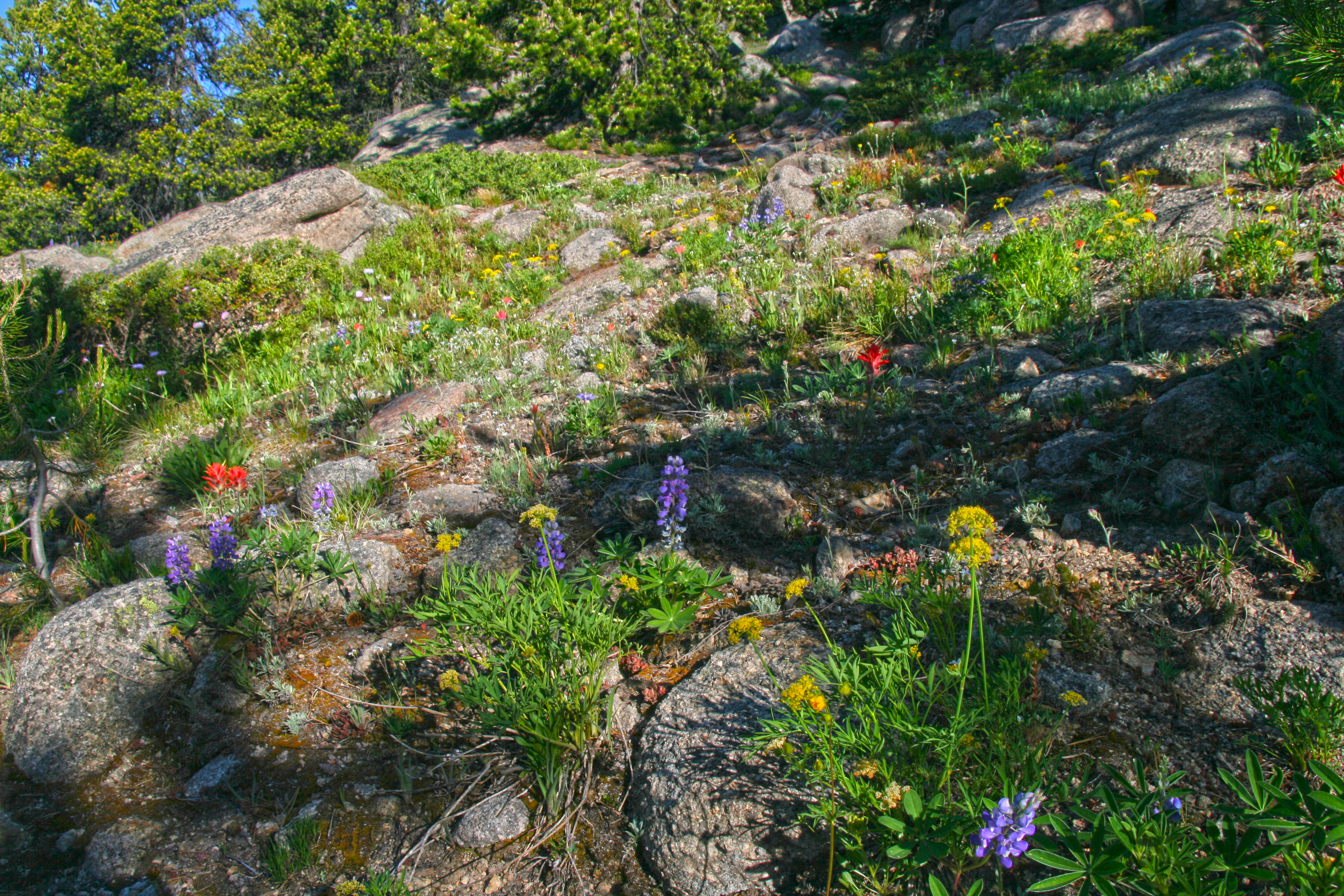 Wildflower Rock Garden along the Pacific Northwest Trail