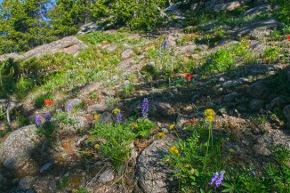 Wildflower Rock Garden along the Pacific Northwest Trail