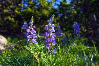 Pasayten Lupine