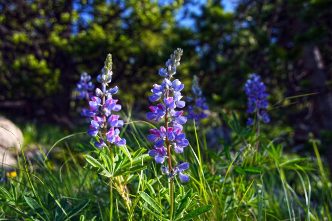Pasayten Lupine