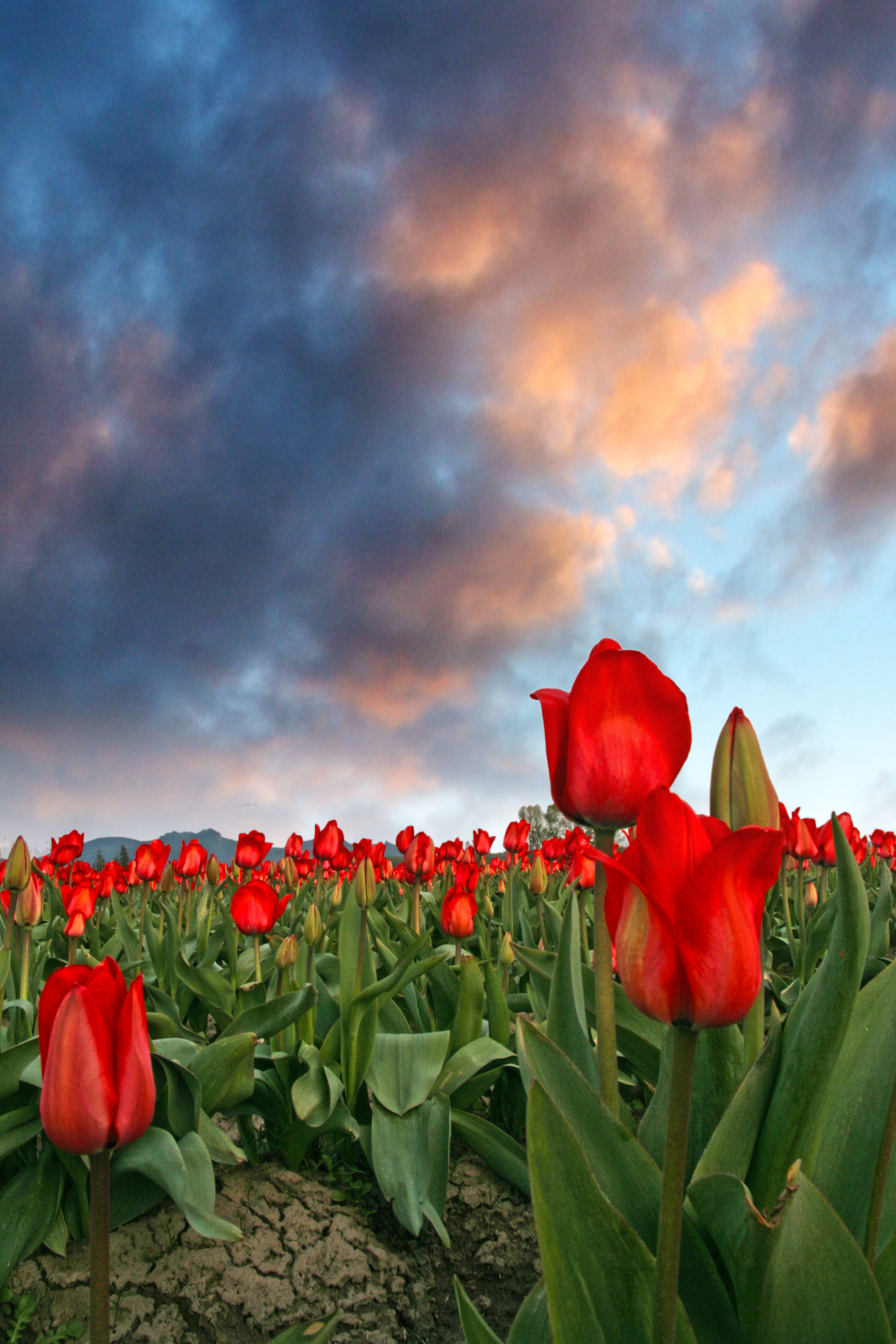 Red Tulips, Cracked Earth. Skagit Valley Tulip Festival
