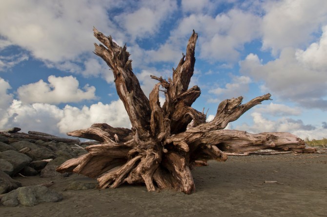Driftwood Stump 
