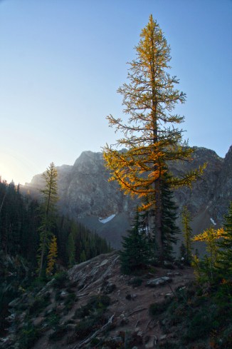 Blue Lake Larch
