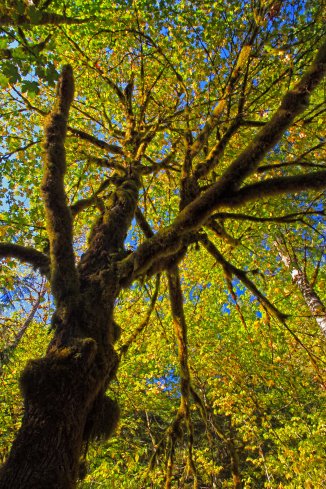 Mossy Trunk, Green Leaves 