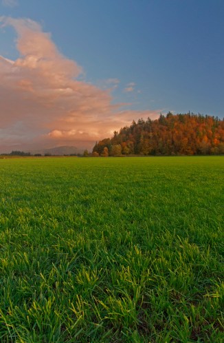 Field of Andy's Dream