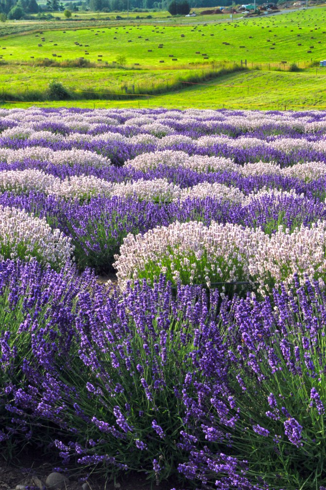 Sequim Lavender Festival 