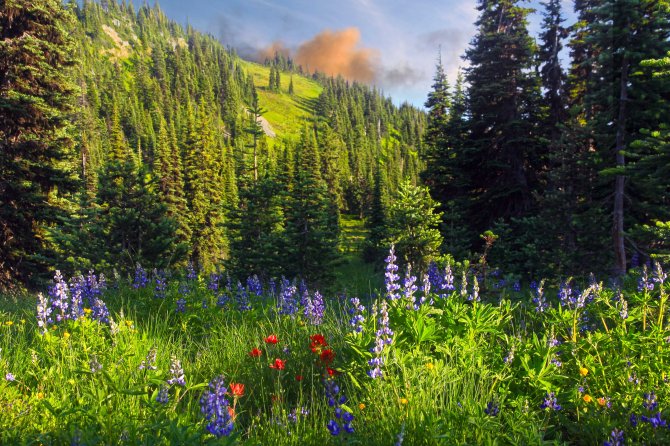 Wildflowers on the Pacific Crest Trail at Jim Pass in the Pasayten Wilderness
