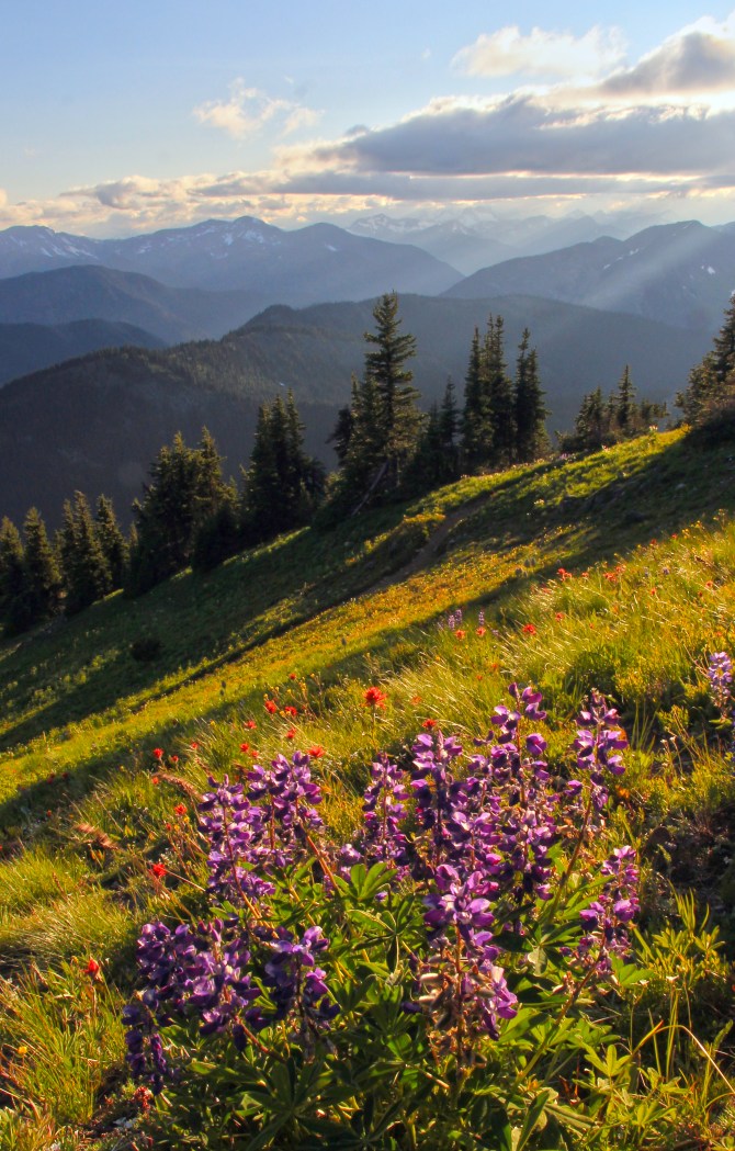 wildflowers at sunset