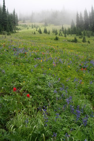 Wildflowers in the Mist, Pasayten Wilderness