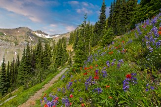 Wildflowers on the PCT sky