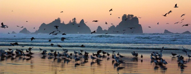 shi shi beach seagul sunrise