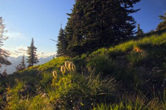 backlit bear grass em