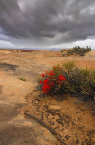 Canyonlands, Flowers 