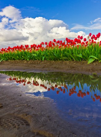 Red Tulips Reflected, Skagit Valley