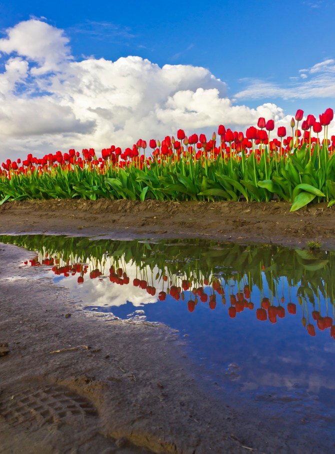 Red Tulips Reflected, Skagit Valley