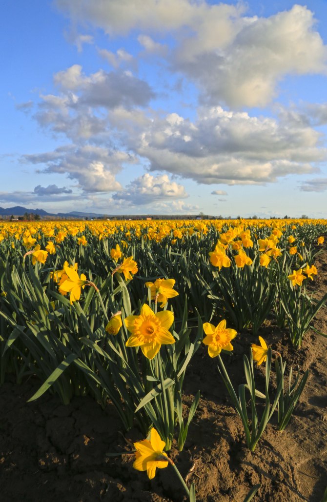 Skagit Valley Daffodils 