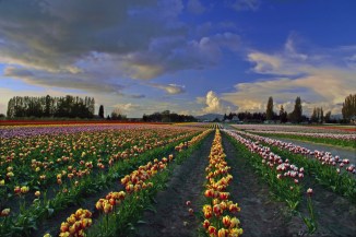 Skagit Valley Tulip Festival 11 rev