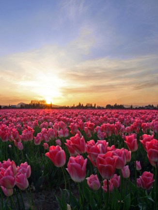 Skagit Valley Tulip Festival 