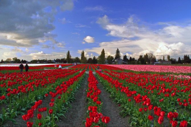 Skagit Valley Tulip Festival 