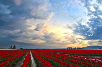 Sunrise at Skagit Valley Tulip Festival