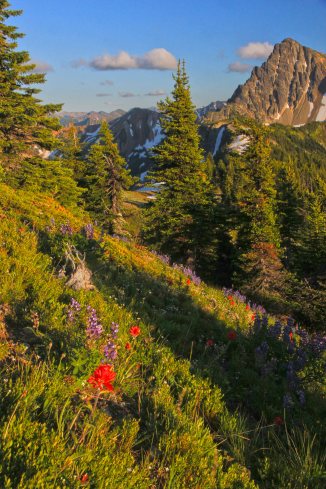 Wildflowers along the trail to Lakeview Ridge 