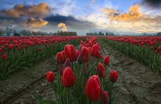 porter_image_tulips