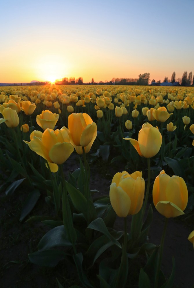 Yellow tulips em