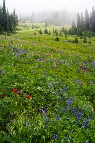 Pasayten Wildflowers on the PCT em