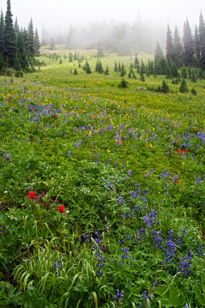 Pasayten Wildflowers on the PCT em