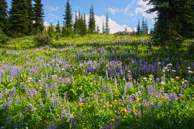 Wildflowers in the Pasayten Wilderness em