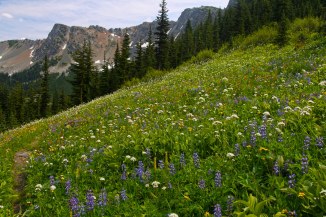 Wildflowers on the Jackita Ridge Trail, Pasayten Wilderness em