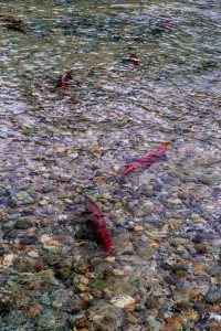 Indian Creek Salmon 
