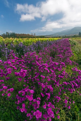 Dahlia Farm, Sky Valley - 3