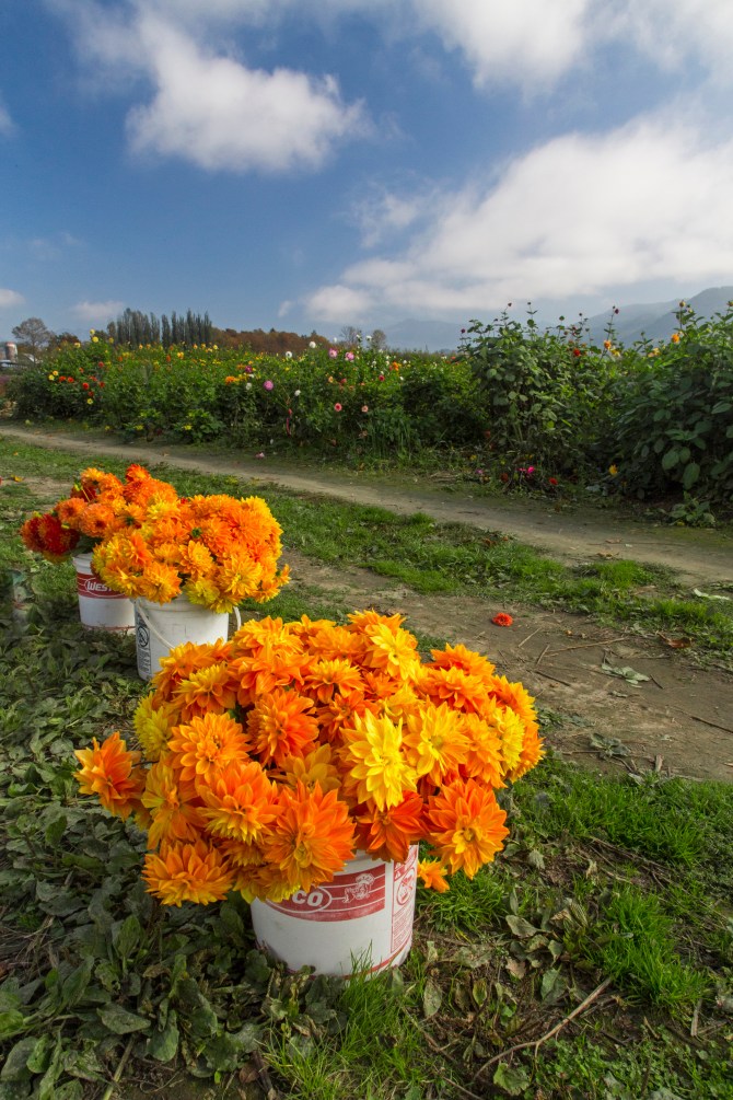 Dahlia Farm, Sky Valley - 4