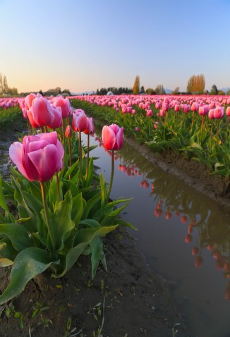 pink tulips em