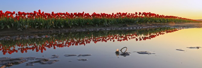 Row of Red Tulips em