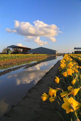 Skagit Valley Daffodils3em